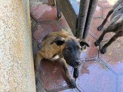 Shelter Stray Unknown Dog last seen EUCALYPTUS/ ASPEN, Perris, CA 92571