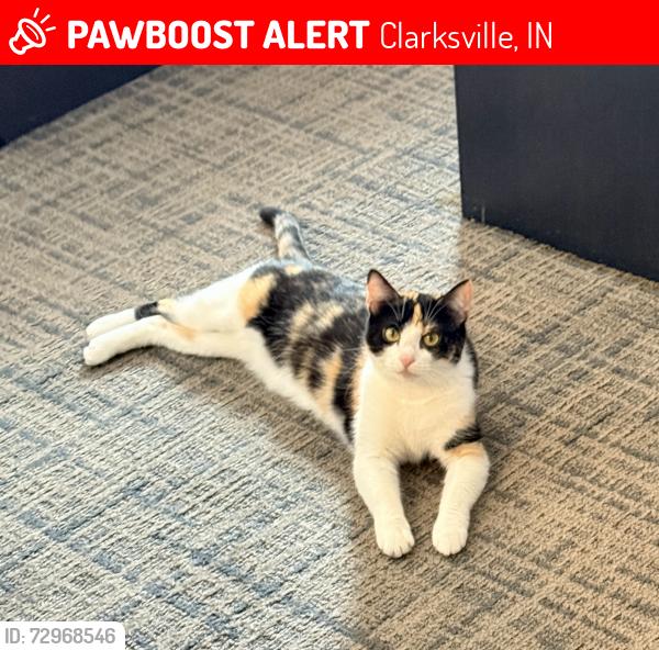 Lost Female Cat last seen Joes Carwash Eastern Blvd Clarksville, IN 47129, Clarksville, IN 47129