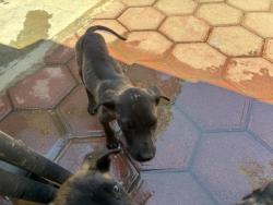 Shelter Stray Unknown Dog last seen EUCALYPTUS/ ASPEN, Perris, CA 92571