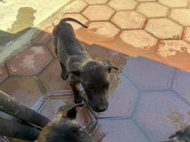 Shelter Stray Unknown Dog last seen EUCALYPTUS/ ASPEN, Perris, CA 92571