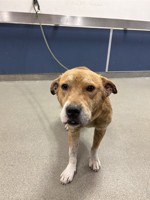 Shelter Stray Male Dog last seen Near BLOCK SW 106TH AVE, Doral, FL 33122