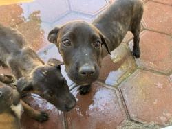 Shelter Stray Unknown Dog last seen EUCALYPTUS/ ASPEN, Perris, CA 92571