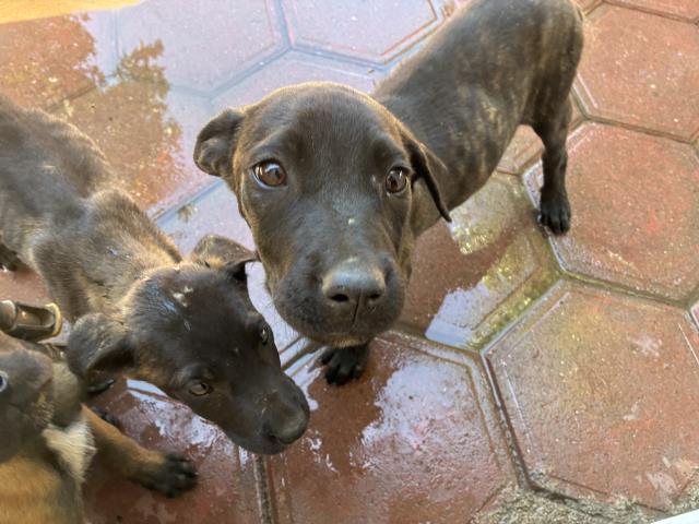 Shelter Stray Unknown Dog last seen EUCALYPTUS/ ASPEN, Perris, CA 92571