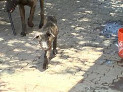Shelter Stray Unknown Dog last seen EUCALYPTUS/ ASPEN, Perris, CA 92571