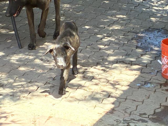 Shelter Stray Unknown Dog last seen EUCALYPTUS/ ASPEN, Perris, CA 92571