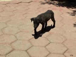Shelter Stray Unknown Dog last seen EUCALYPTUS/ ASPEN, Perris, CA 92571
