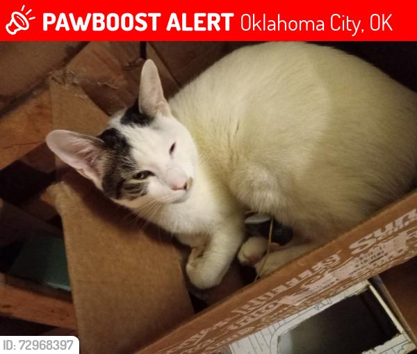 Lost Male Cat last seen Super insuite, Oklahoma City, OK 73139