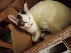 Lost Male Cat last seen Super insuite, Oklahoma City, OK 73139