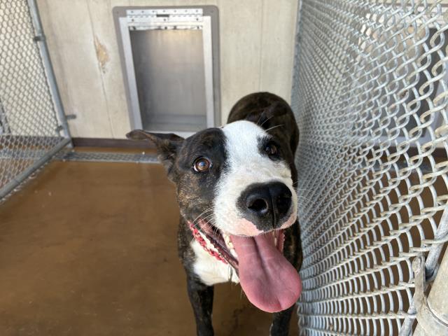 Shelter Stray Female Dog last seen Near BLOCK PARK AVE, Perris, CA 92571