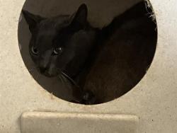 Shelter Stray Male Cat last seen , Camarillo, CA 93010