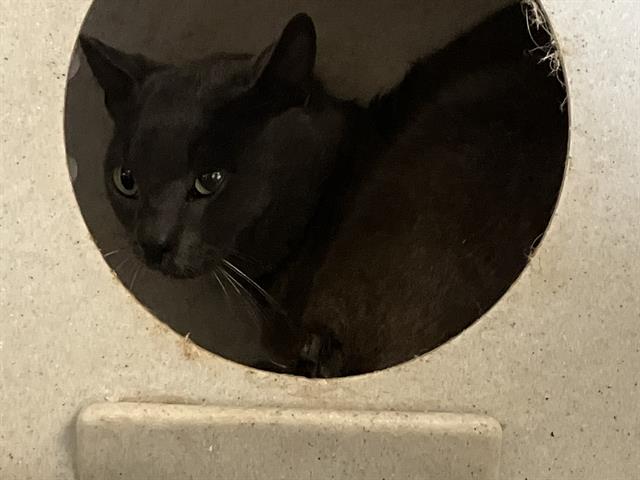 Shelter Stray Male Cat last seen , Camarillo, CA 93010