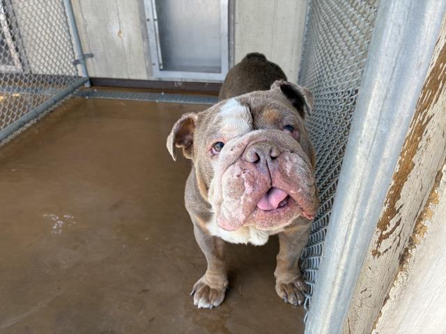 Shelter Stray Male Dog last seen W 4TH X S A ST, Perris, CA 92571
