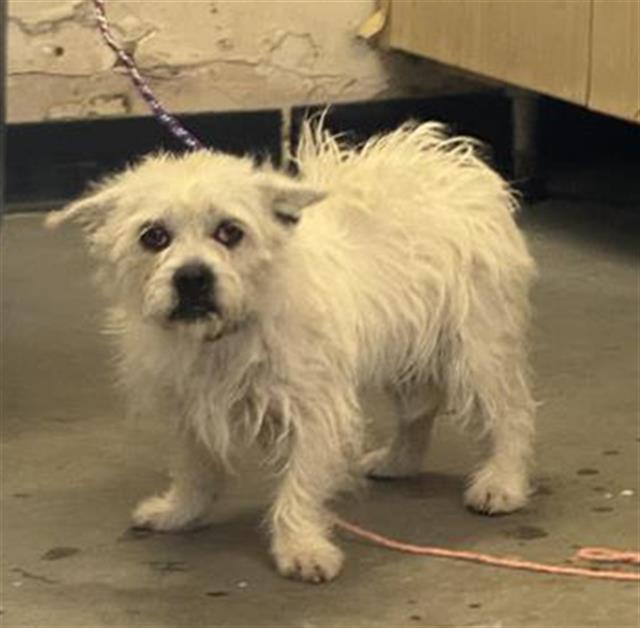 Shelter Stray Female Dog last seen , Camarillo, CA 93010