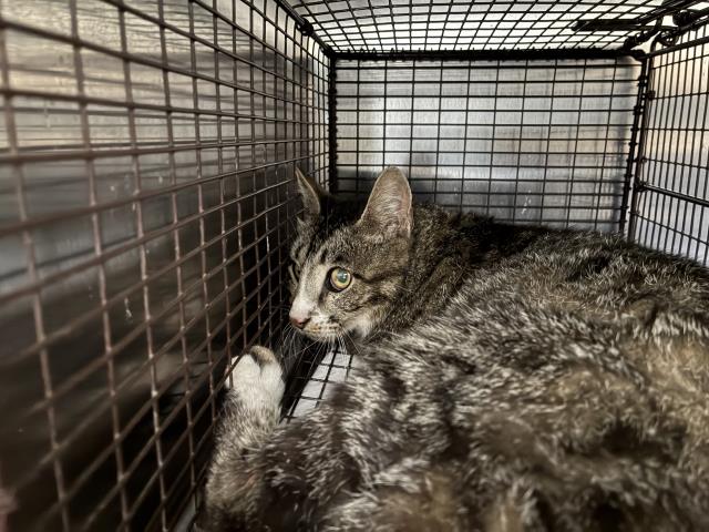 Shelter Stray Female Cat last seen Near BLOCK SANTA FE CT, Perris, CA 92571