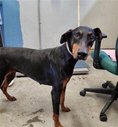 Shelter Stray Female Dog last seen , Camarillo, CA 93010