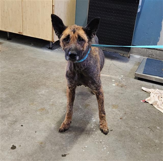 Shelter Stray Female Dog last seen , Camarillo, CA 93010