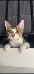 Lost Female Cat last seen Valley park rd , Pepper Mill Village, MD 20743