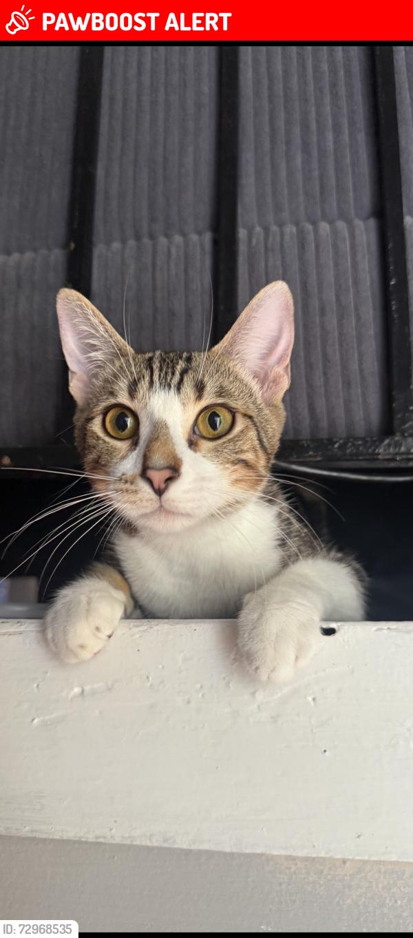 Lost Female Cat last seen Valley park rd , Pepper Mill Village, MD 20743