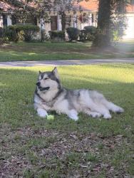 Lost Male Dog last seen NW 8th Av and 37 Dr, Gainesville , Gainesville, FL 32605