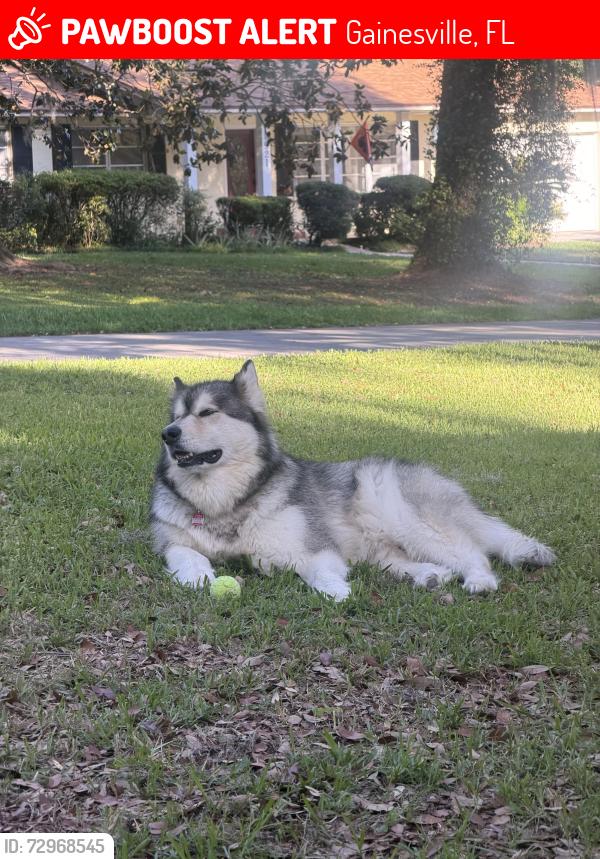Lost Male Dog last seen NW 8th Av and 37 Dr, Gainesville , Gainesville, FL 32605