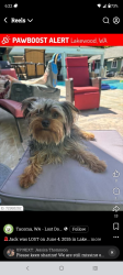 Lost Male Dog last seen 112tgvst sw, Lakewood, WA 98498