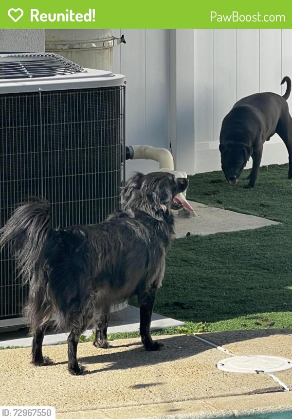 Reunited Unknown Dog last seen Bryant, Yucaipa, CA 92399