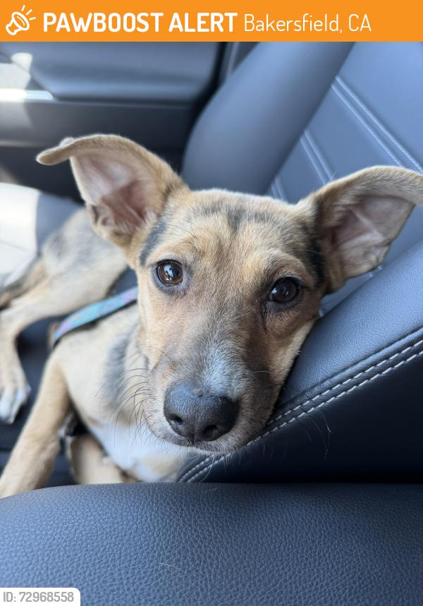 Found/Stray Female Dog last seen 24th Street & Beech Street, Bakersfield, CA 93301
