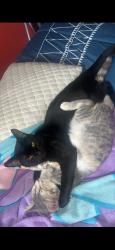Lost Male Cat last seen Blacklick park, Groveport, OH 43125