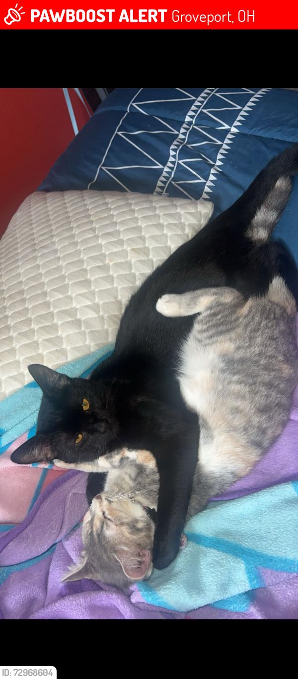 Lost Male Cat last seen Blacklick park, Groveport, OH 43125