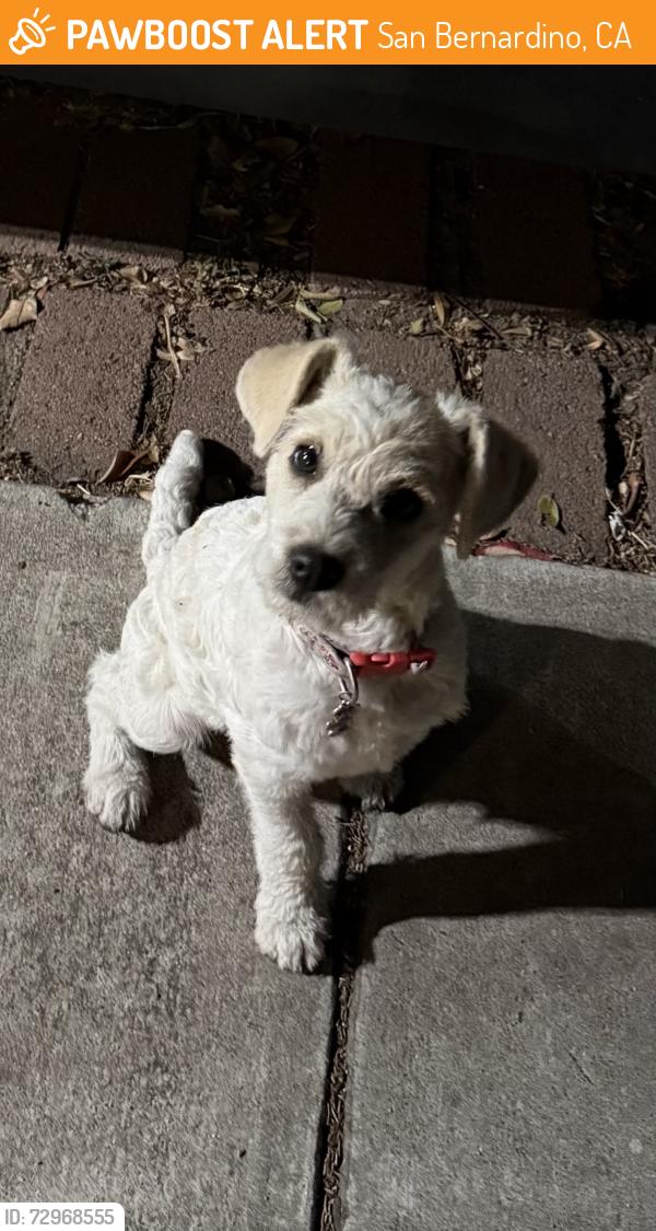 Found/Stray Female Dog last seen Golden apmts , San Bernardino, CA 92404