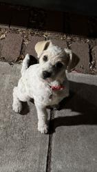 Found/Stray Female Dog last seen Golden apmts , San Bernardino, CA 92404