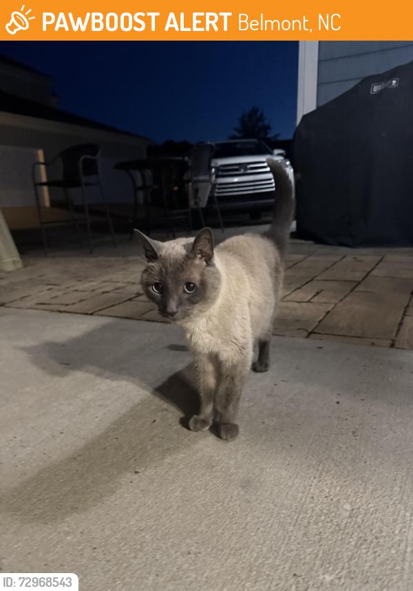 Found/Stray Female Cat last seen Eagle park, Belmont, NC 28012
