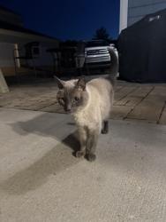 Found/Stray Female Cat last seen Eagle park, Belmont, NC 28012