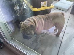 Found/Stray Male Dog last seen White Oak/Ludlow, Los Angeles, CA 91344