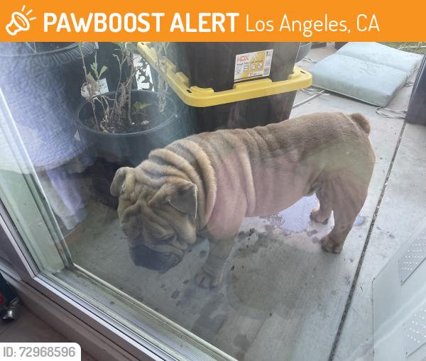 Found/Stray Male Dog last seen White Oak/Ludlow, Los Angeles, CA 91344