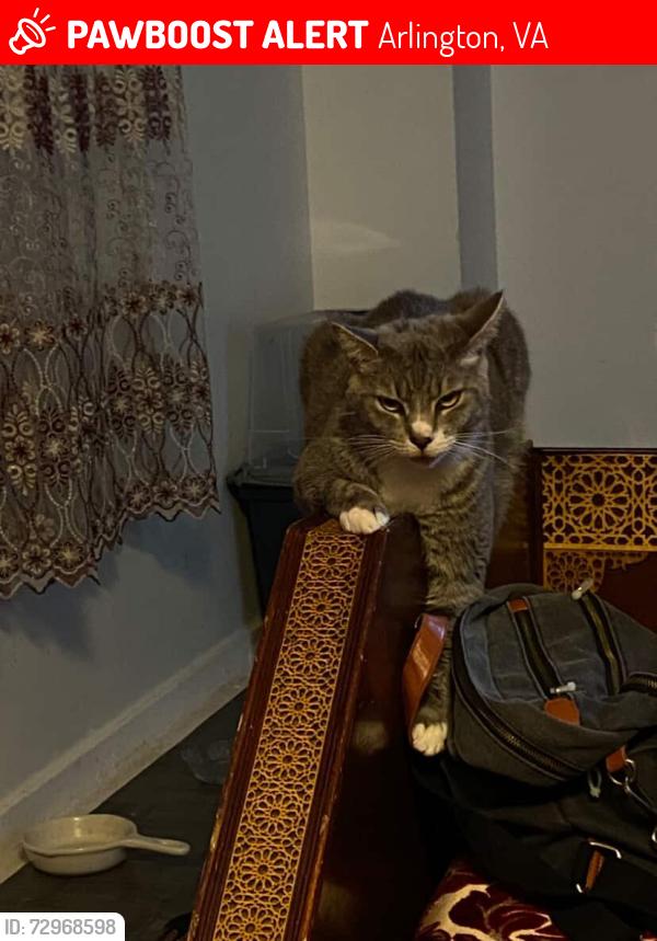 Lost Female Cat last seen near my hse , Arlington, VA 22203