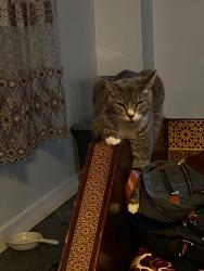 Lost Female Cat last seen near my hse , Arlington, VA 22203
