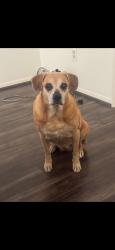 Lost Female Dog last seen Triola ln and Eichler dr, Houston, TX 77036