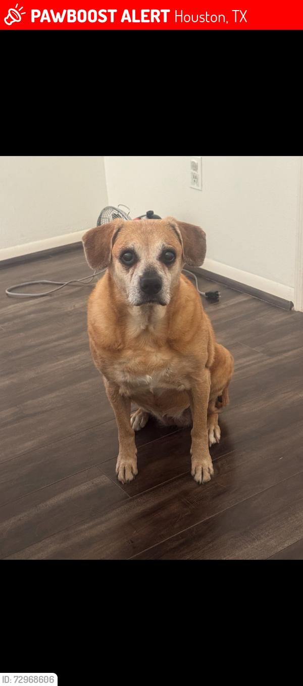 Lost Female Dog last seen Triola ln and Eichler dr, Houston, TX 77036
