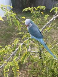 Lost Unknown Bird last seen Blacksmith Drive 33626 Tampa Fl, Westchase, FL 33626