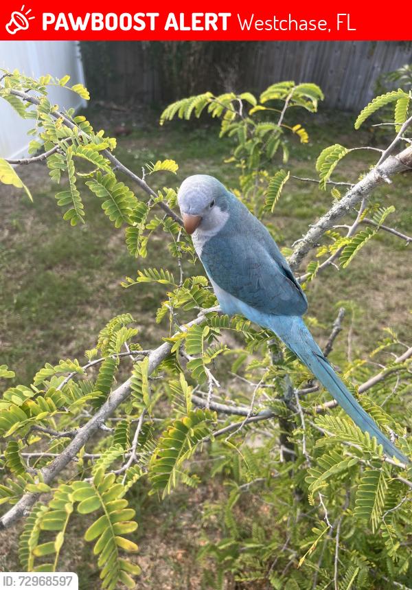 Lost Unknown Bird last seen Blacksmith Drive 33626 Tampa Fl, Westchase, FL 33626