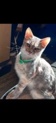 Lost Female Cat last seen Blacklick Park, Groveport, OH 43125