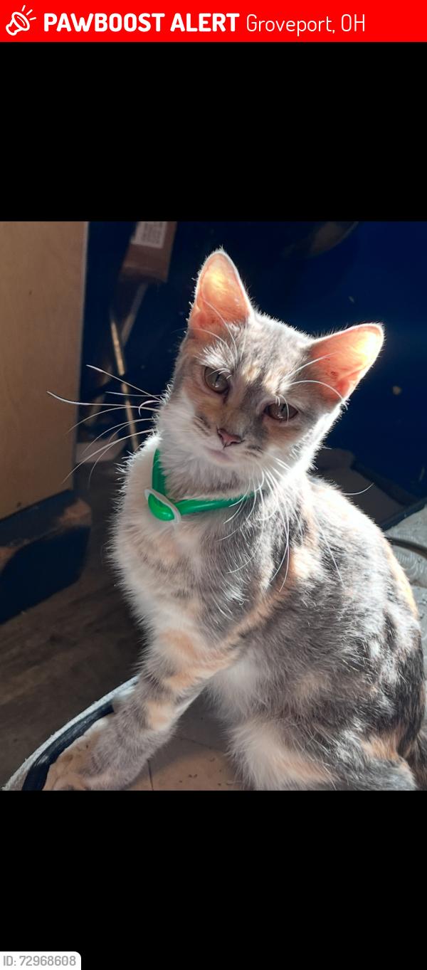 Lost Female Cat last seen Blacklick Park, Groveport, OH 43125