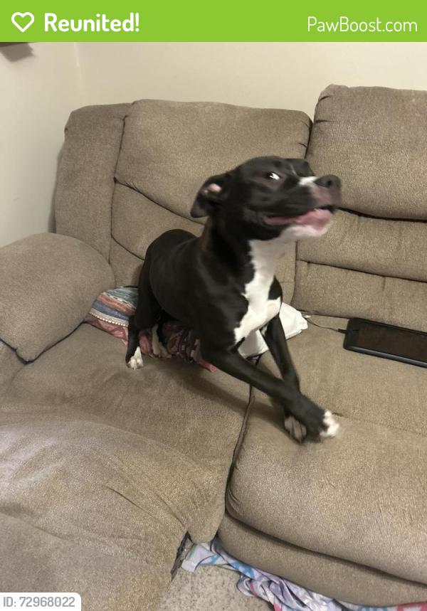 Reunited Female Dog last seen SW 3rd and S Dallas, Moore, OK 73160