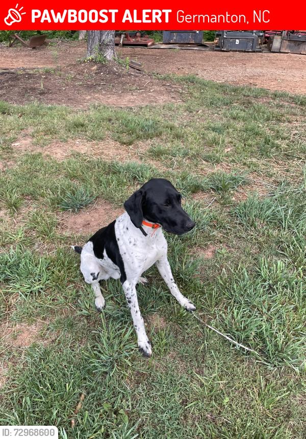 Lost Male Dog last seen flts shoals road, Germanton, NC 27019