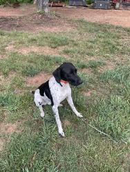 Lost Male Dog last seen flts shoals road, Germanton, NC 27019