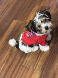 Lost Male Dog last seen sunset crossing rd, Diamond Bar, CA 91765