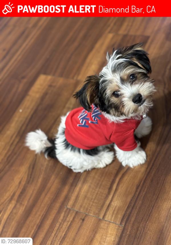 Lost Male Dog last seen sunset crossing rd, Diamond Bar, CA 91765