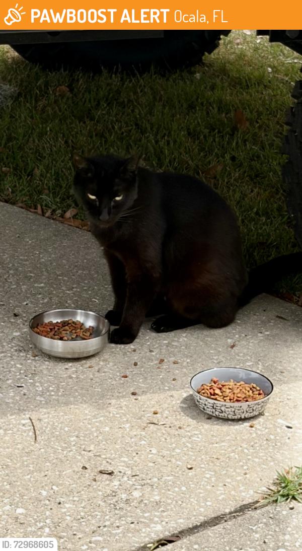 Found/Stray Unknown Cat last seen NE 18th Ter - Wood Acres , Ocala, FL 34470