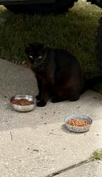 Found/Stray Unknown Cat last seen NE 18th Ter - Wood Acres , Ocala, FL 34470